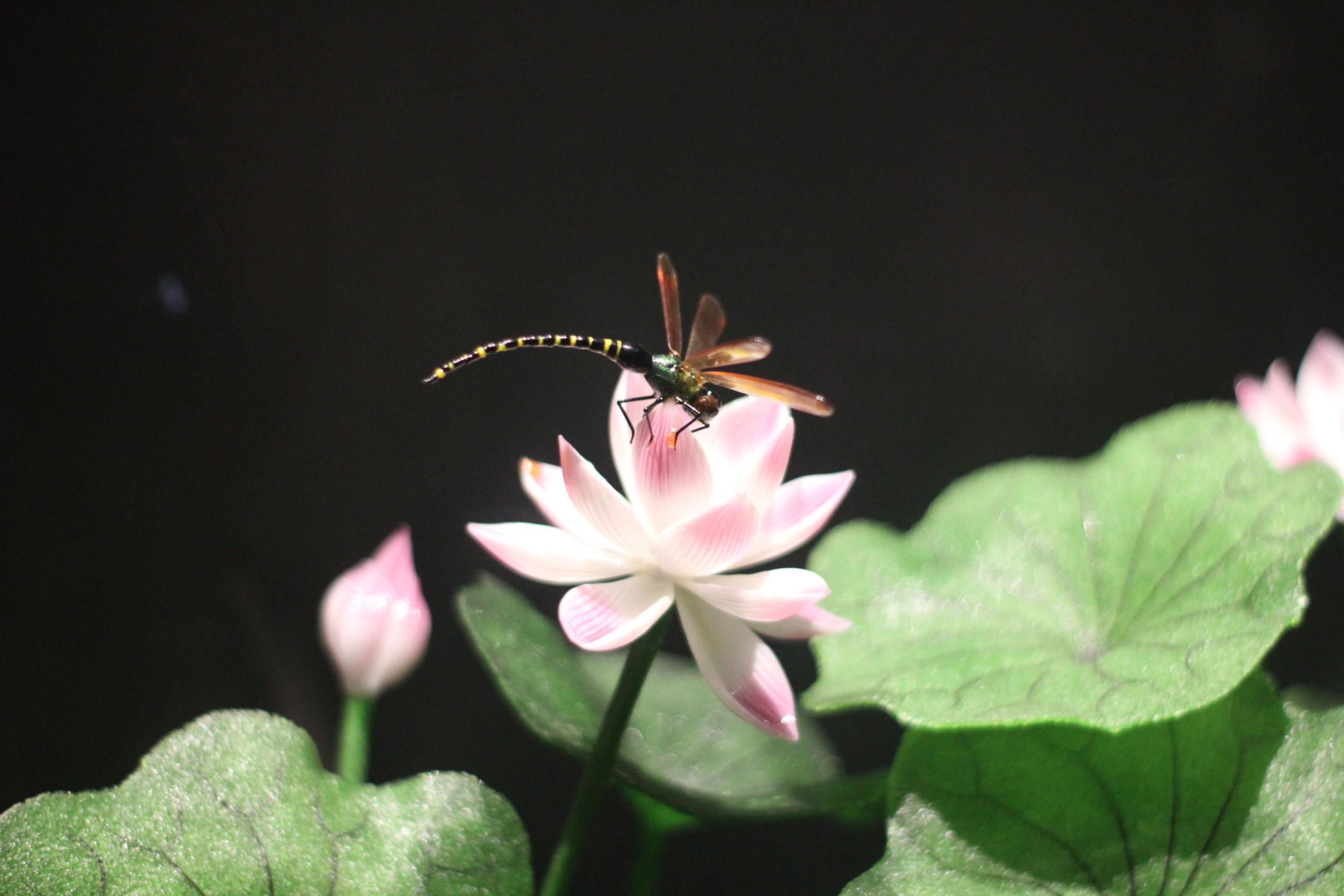 BG大游(集团)唯一官方网站